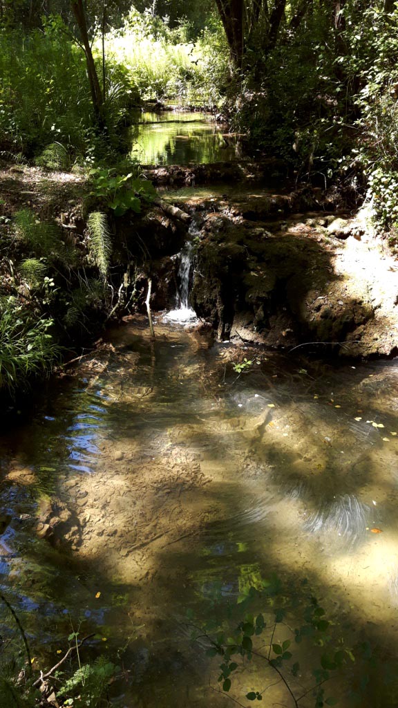 Salamandrine di Maremma